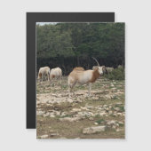 Unicorne Magnet Oryx (Devant / Derrière)