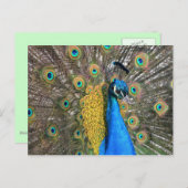 Uniek Peacock-Briefkaart Briefkaart (Voorkant / Achterkant)
