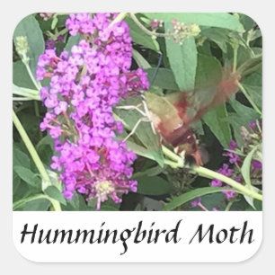 Uniek uitziende insect Hummingbird Moth Stickers