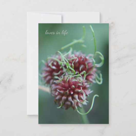 Unieke Alliums Notitiekaartje (Voorkant)
