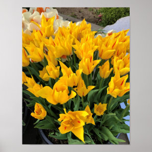 Unieke Gele Tulpen Poster