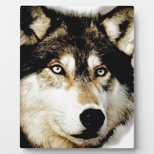 Unieke Motivatie wolf Fotoplaat (Voorkant)
