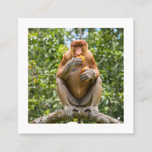 Unieke Neusaap Borneo Wildlife Sticker Vierkante Visitekaartje
