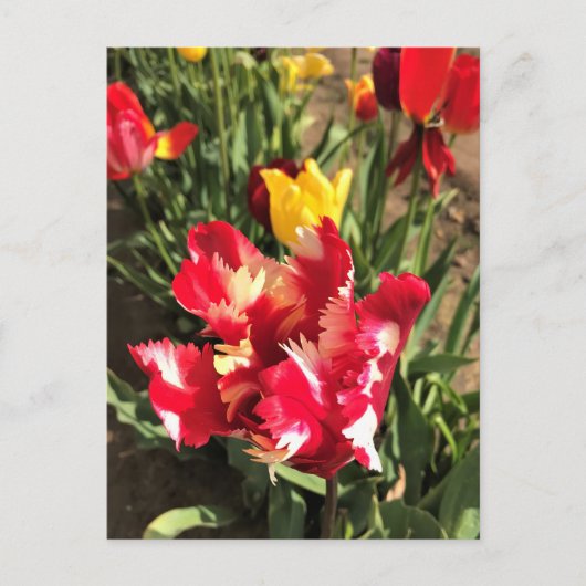 Unieke Tulp met rood en wit Briefkaart (Voorkant)