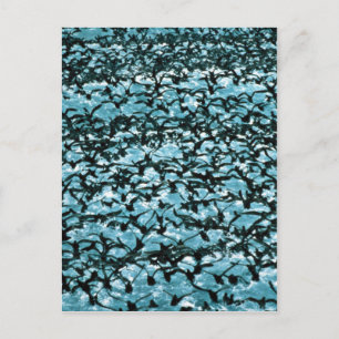 Unimak Pass Shearwater Briefkaart