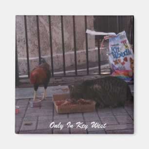 "Uniquement dans Key West" Magnet de chat et coq