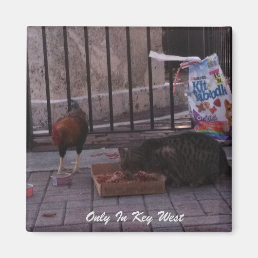 "Uniquement dans Key West" Magnet de chat et coq (Devant)
