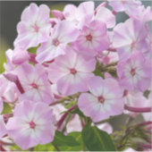 Unity Bloem – Roze Phlox Sticker (Voorkant)