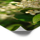 Universal Buzz Poster (Hoek)