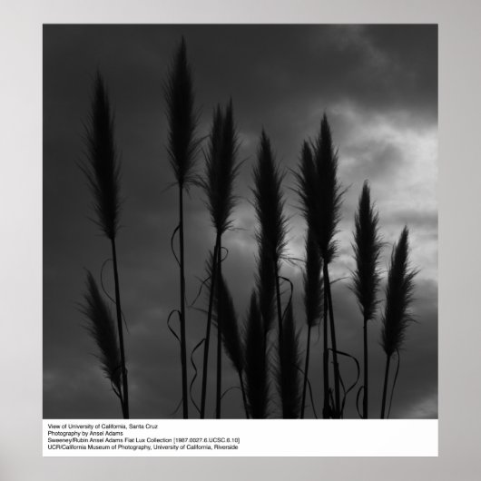 University of California, Santa Cruz, Ansel Adams Poster (Voorkant)