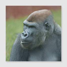 Up Close with Gorilla Lope: Betoverend portret van