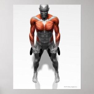 Upright row-oefening poster