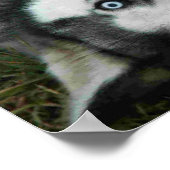 UpsideDown Husky Poster (Hoek)