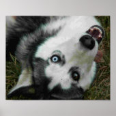 UpsideDown Husky Poster (Voorkant)