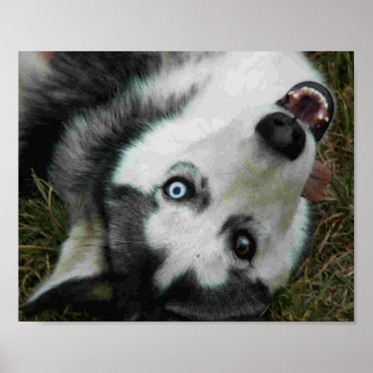 UpsideDown Husky Poster (Voorkant)