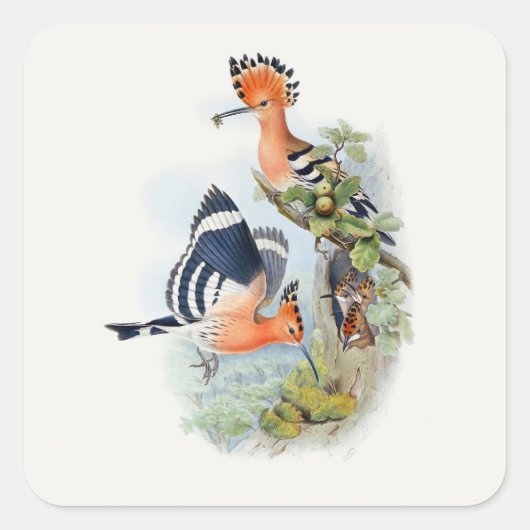 Upupa Epops Vierkante Sticker (Voorkant)