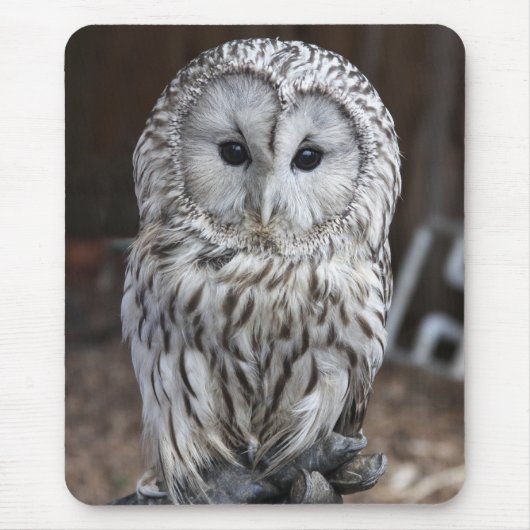 Ural Owl Muismat (Voorkant)