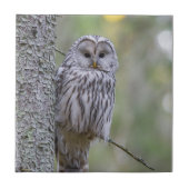 Ural Owl Tegeltje (Voorkant)
