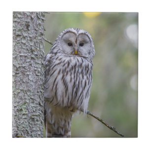Ural Owl Tegeltje