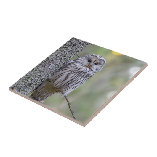 Ural Owl Tegeltje (Zijkant)