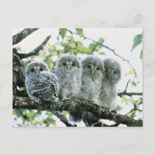 Urale owetsl. Ikeda-machi, Hokkaido, Japan Briefkaart (Voorkant)