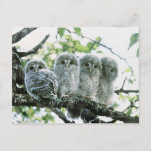 Urale owetsl. Ikeda-machi, Hokkaido, Japan Briefkaart