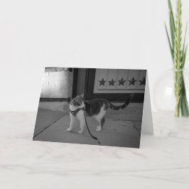 Urban cat Vibes notecard Aankondiging