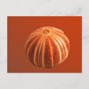 Urchin Briefkaart