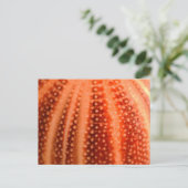 Urchin Briefkaart (Staand voorkant)