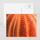 Urchin Briefkaart (Voorkant / Achterkant)