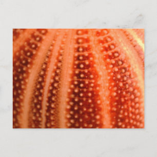Urchin Briefkaart