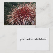Urchin géant de la mer Rouge - Carte de visite (Devant / Derrière)