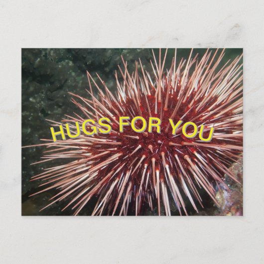 Urchin géant de la mer Rouge - Carte postale (Devant)