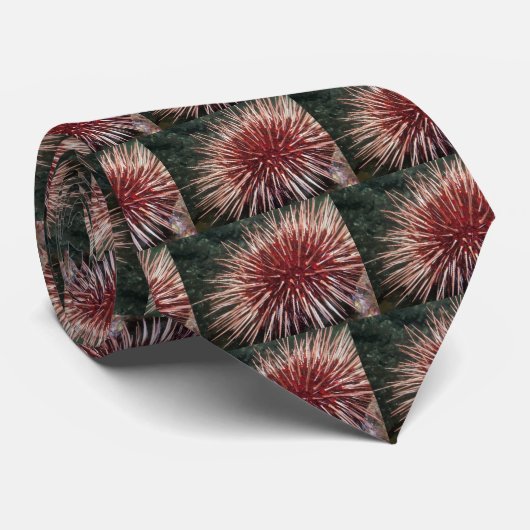 Urchin géant de la mer Rouge - Cravate (Roulé)