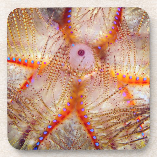 Urchin Hard Plastic Onderzetters tegen brand (set  (Voorkant)