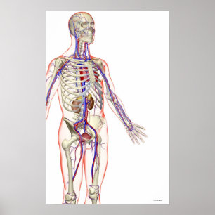 Urine systeem poster