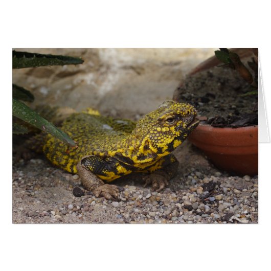 Uromastyx geyri (Voorkant Horizontaal)