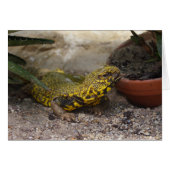 Uromastyx geyri (Devant Horizontal)