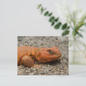 Uromastyx geyri briefkaart (Staand voorkant)