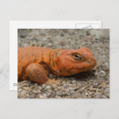 Uromastyx geyri briefkaart (Voorkant / Achterkant)