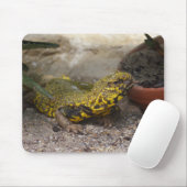 Uromastyx geyri muismat (Met muis)