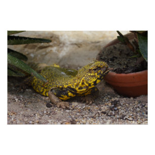 Uromastyx geyri perfect poster