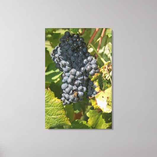 Uruguay, Montevideo, Colon Area. Bodegas Canvas Afdruk (Voorkant)