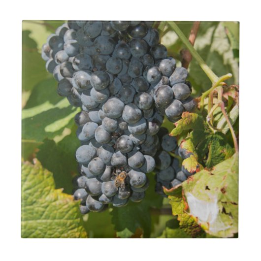 Uruguay, Montevideo, Colon Area. Bodegas Tegeltje (Voorkant)