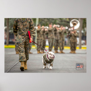 US MILITAIRE SERVICE DOG POSTER