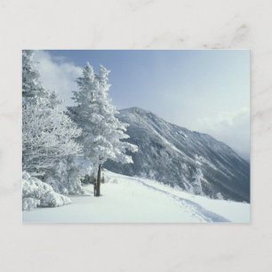 US, NH, met sneeuw bedekte bomen Trails Snoeshoe Briefkaart
