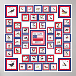 USA 50 STATE BIRDS WHITE/553 POSTER
