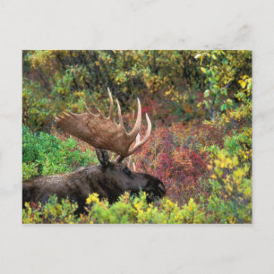 USA, Alaska, Denali National Park, Bull Moose Briefkaart