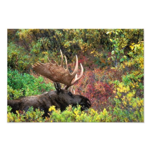 USA, Alaska, Denali National Park, Bull Moose Foto Afdruk (Voorkant)