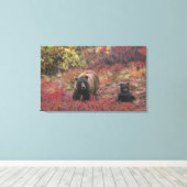 USA, Alaska, Denali National Park. Grizzly beer Canvas Afdruk (Insitu (Houten vloer))